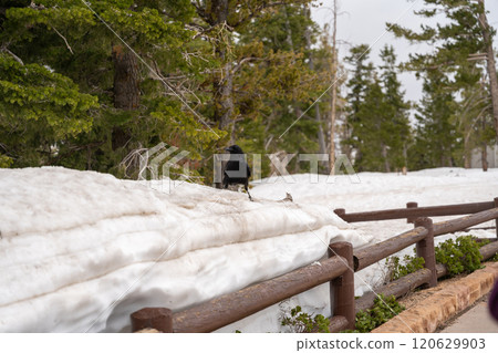 Majestic Raven Forages Amidst Snowy Landscape in Bryce Canyon National Park 120629903