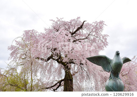 [Spring in Kyoto] Weeping cherry blossoms and pigeon statues in Maruyama Park [Night cherry blossoms in Gion] 120629916