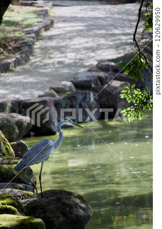 Ao-sashi stands at the water's edge Ao-sashi stands at the water's edge 120629950