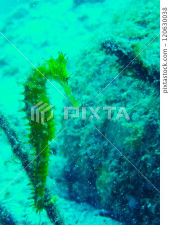 柏島黃荊樹 柏島黃荊樹 120630038