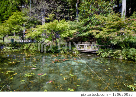 無名池塘裡遊動的鯉魚 莫內的池塘 無名池塘裡遊動的鯉魚 莫內的池塘 120630053