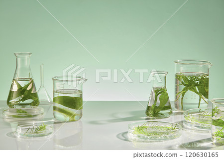 The promotional photo of biological experiment theme with seaweed composition, which floated in transparent lab tools on table. Front view on green background, space for text The promotional photo of biological experiment theme with seaweed composition, which floated in transparent lab tools on table. Front view on green background, space for text 120630165