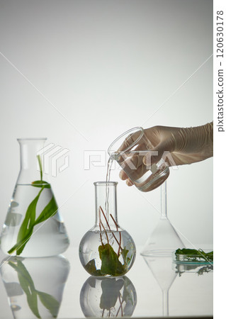 Clear essence from glass beaker poured into a boiling flask of fresh seaweed, which placed in center of lab table. Front angle shot on white minimal background Clear essence from glass beaker poured into a boiling flask of fresh seaweed, which placed in center of lab table. Front angle shot on white minimal background 120630178