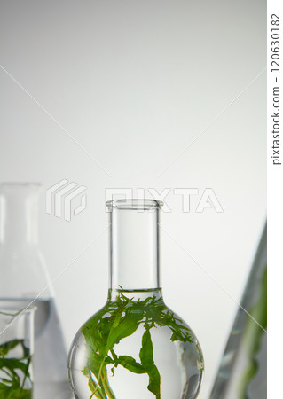 Experiment concept with algae ingredient photo on white minimal background. Seaweed is a type of plant that grows in the ocean and is used for all kinds of unique and innovative purposes 120630182