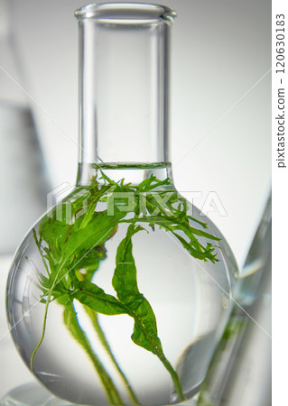 Macro shot from front angle at a boiling flask full filled by clear essence with green seaweed. Photo of experiment concept for seaweed extract product advertising poster design Macro shot from front angle at a boiling flask full filled by clear essence with green seaweed. Photo of experiment concept for seaweed extract product advertising poster design 120630183