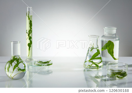 White minimal background photography, a white lab table features variety lab glassware, which filled by clear essence and green seaweed. Vacant space in center for product presentation White minimal background photography, a white lab table features variety lab glassware, which filled by clear essence and green seaweed. Vacant space in center for product presentation 120630188