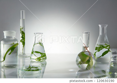 Advertising photo was taken from front view on white background, many lab glassware like erlenmeyer, boiling flask and petri dish contain seaweed arranged on white table. Displaying and copy space 120630190