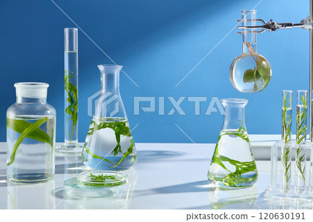 The photograph of an algae experiment in modern laboratory, was shot from front view on blue background with sunlight shining on. Empty space in center for seaweed extract product advertising 120630191
