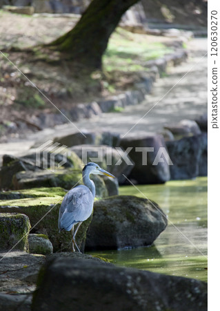 Ao-sashi stands at the water's edge 120630270