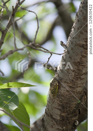 鯊魚的熊 120630422