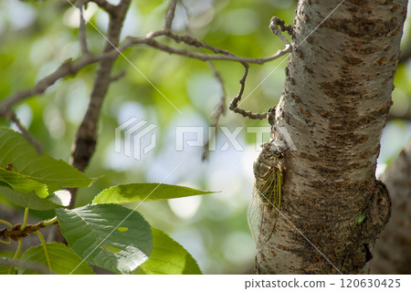 鯊魚的熊 120630425