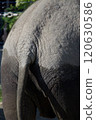 Assault of an elephant 120630586