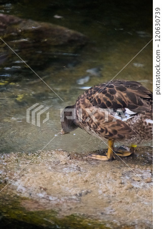 Drinking water Cargamo 120630739