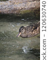 Spot-billed ducks swimming 120630740