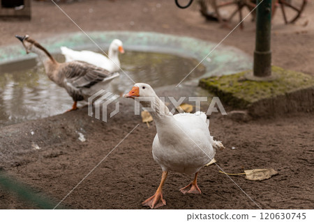 Geese swim in a small pond. Growing geese Geese swim in a small pond. Growing geese 120630745