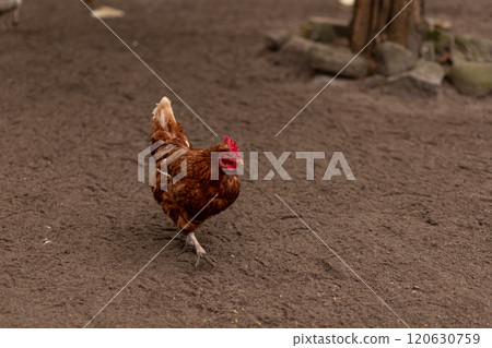 A chicken walks around the yard. Raising chickens at home 120630759