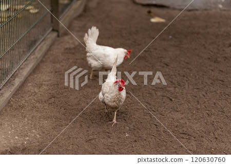 A chicken walks around the yard. Raising chickens at home 120630760