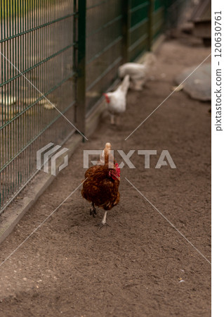 A chicken walks around the yard. Raising chickens at home 120630761