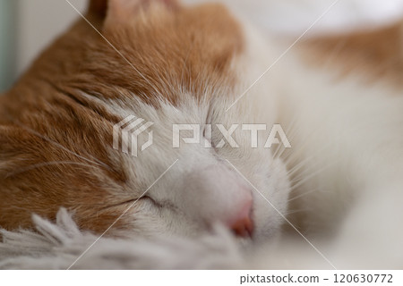 Sleeping cat brown tiger white 120630772