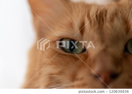 Cute cat with a sleepy expression Brown tabby cat 120630836