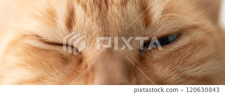 Cute cat with a sleepy expression Brown tabby cat Cute cat with a sleepy expression Brown tabby cat 120630843