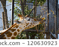 Giraffe to eat food 120630923