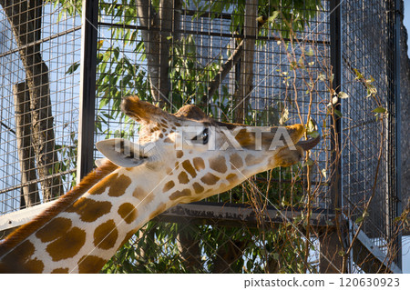 Giraffe to eat food Giraffe to eat food 120630923