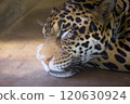 Sleeping jaguar 120630924