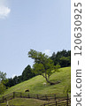 Farm and sheep on a sunny day 120630925