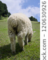 Sheep's buttocks eating grass 120630926
