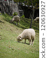 Sheep to eat grass 120630927