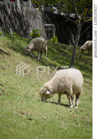 Sheep to eat grass Sheep to eat grass 120630927