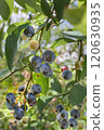 Fruitful blueberry fruit 120630935