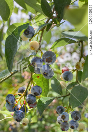 Fruitful blueberry fruit Fruitful blueberry fruit 120630935