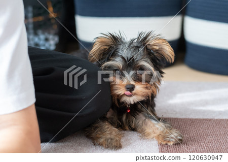 Cute dog staring 120630947