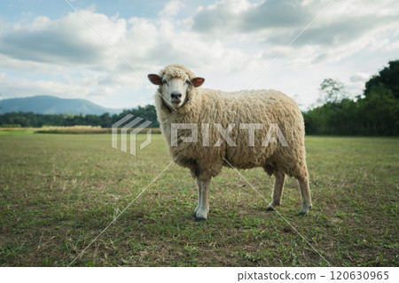 sheep resting in grass field 120630965