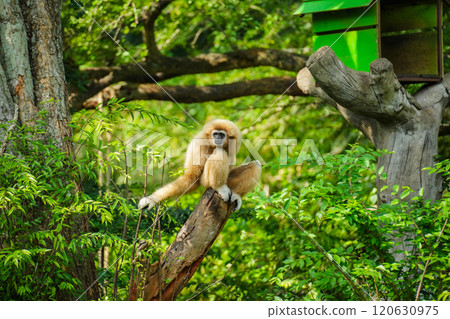 common gibbon or white-handed gibbon on tree common gibbon or white-handed gibbon on tree 120630975