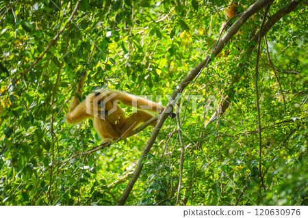 common gibbon or white-handed gibbon on tree common gibbon or white-handed gibbon on tree 120630976