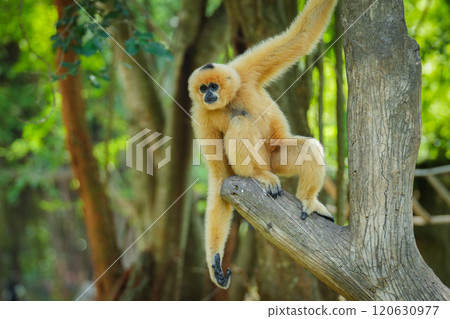 common gibbon or white-handed gibbon on tree common gibbon or white-handed gibbon on tree 120630977