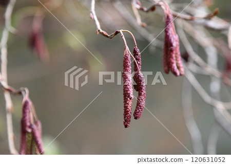 Winter male flowers (winter buds) of alder trees 120631052