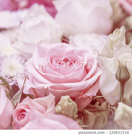 Beautiful pink rose in flower arrangement. Decoration of roses and ornamental plants, selective focus 120631518