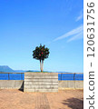 Single tree with red flowers near to the sea, tree at the center 120631756