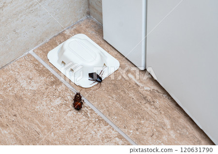 An effective cockroach trap in action, ensuring a pest-free and hygienic living space through proactive pest control measures. An effective cockroach trap in action, ensuring a pest-free and hygienic living space through proactive pest control measures. 120631790