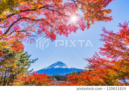 [Yamanashi Prefecture] Autumn leaves of maples along Lake Kawaguchi and Mt. Fuji 120631824