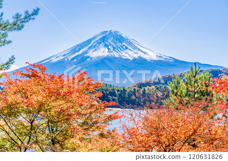 [Yamanashi Prefecture] Autumn leaves of maples along Lake Kawaguchi and Mt. Fuji 120631826