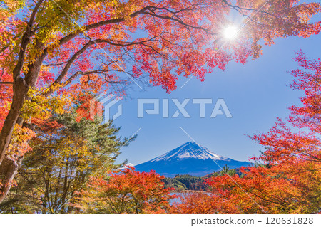 【山梨郡】河口湖畔和富士山的秋楓葉 120631828