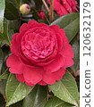 Red camellia Red camellia 120632179