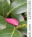 Red camellia petals Red camellia petals 120632180