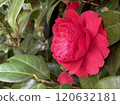 Side angle of red camellia flower Side angle of red camellia flower 120632181