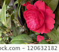 Side angle of red camellia flower Side angle of red camellia flower 120632182